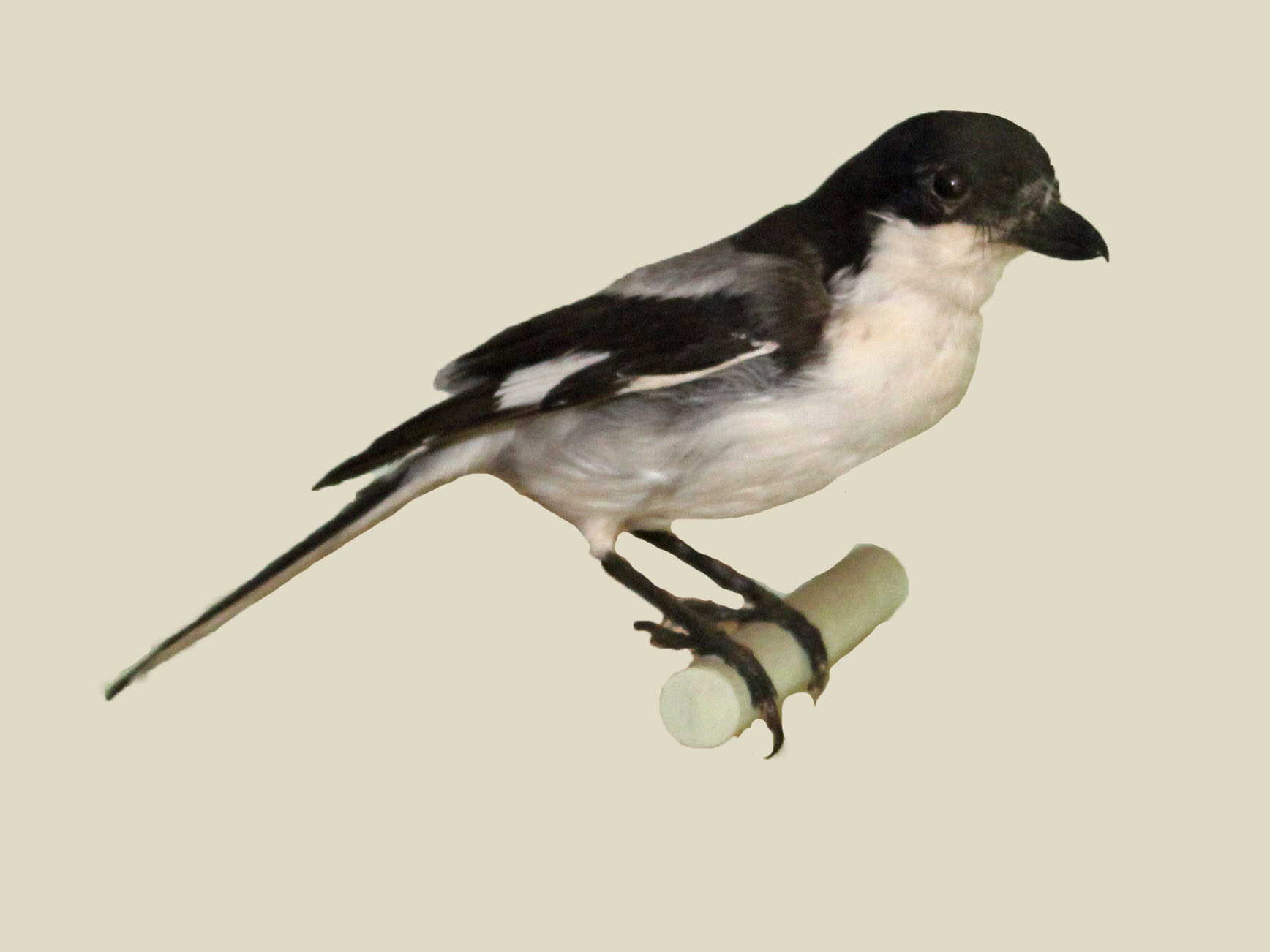 Fiscal Disparities Plague Northeastern Budgets Amidst Stagnation